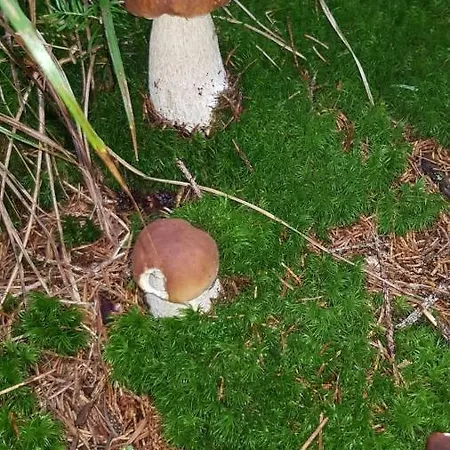 別荘 Hube ロイトシャッハ