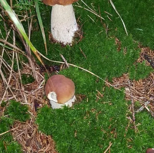 度假居 Hube 里欧查赫